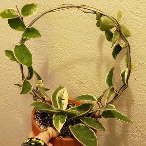 Hoop trellis for vining potted plants hoya Philode